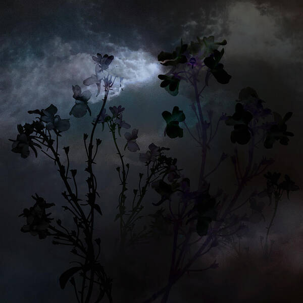 Nemesia Art Print featuring the photograph Night Meadow Flowers by Marsha Tudor
