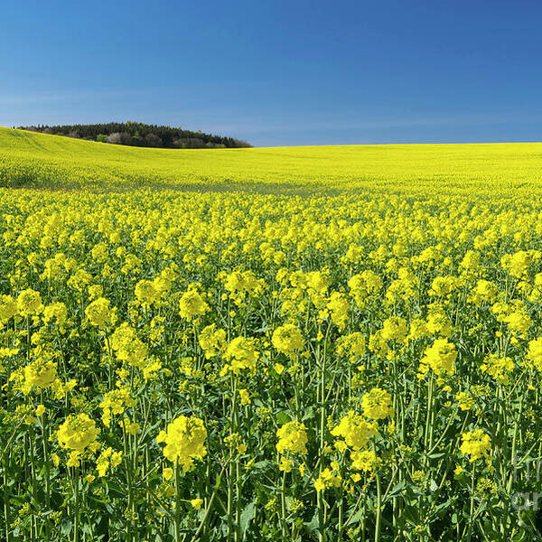 00576541 Art Print featuring the photograph Oil Seed Rape Field by Willi Rolfes
