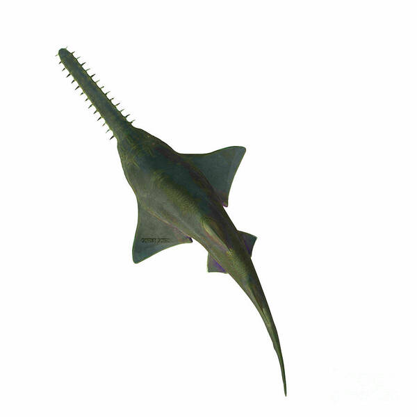 Onchopristis Sawfish Art Print featuring the digital art Onchopristis Sawfish Overview by Corey Ford