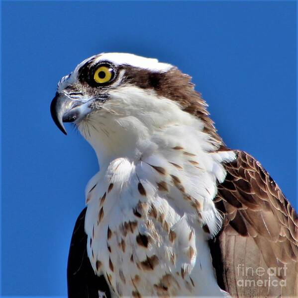 Osprey Art Print featuring the photograph Osprey by Joanne Carey