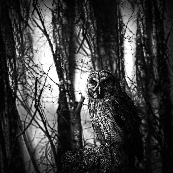 Animals Art Print featuring the photograph Owl in the Forest in Black and White by Debra and Dave Vanderlaan