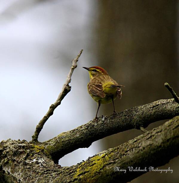 Palm Warbler Art Print featuring the photograph Palm Warbler by Mary Walchuck