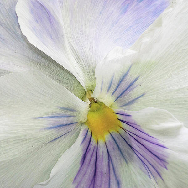 Flower Art Print featuring the photograph Pansy Macro by Cathy Kovarik