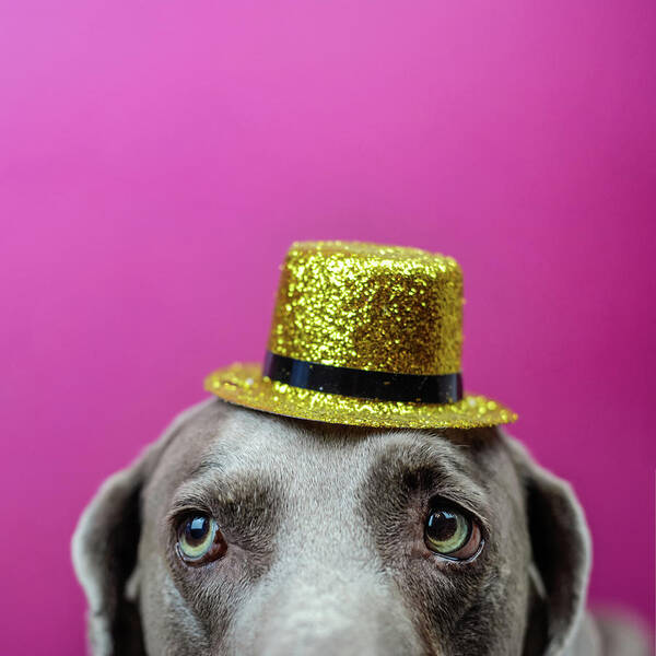 Weimaraner Art Print featuring the photograph Paty Time by Cherie Bosela