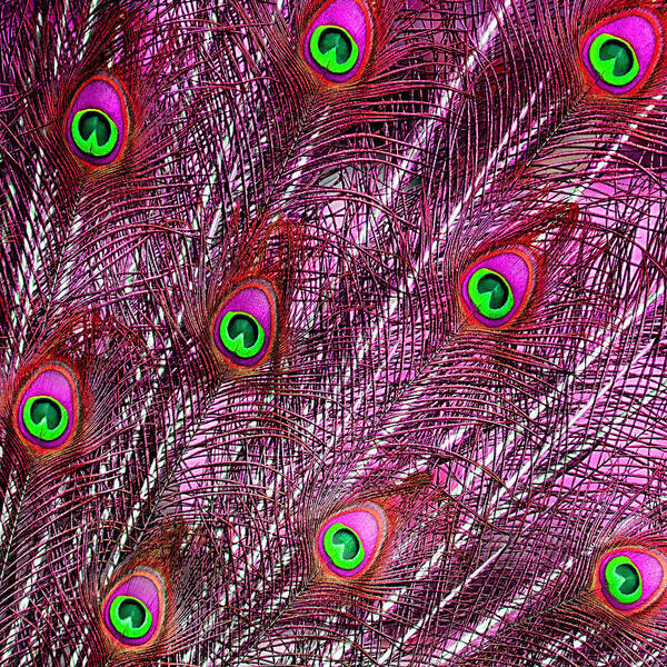 Feather Art Print featuring the photograph Peacock In Pink by World Art Collective