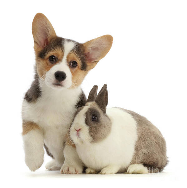 https://render.fineartamerica.com/images/rendered/default/print/8/8/break/images/artworkimages/medium/3/pembrokeshire-corgi-puppy-and-netherland-dwarf-rabbit-warren-photographic.jpg