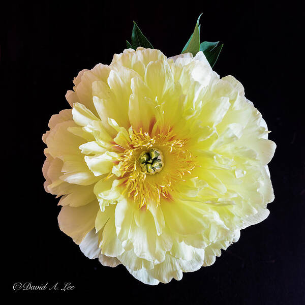 Flowers Art Print featuring the photograph Peony by David Lee