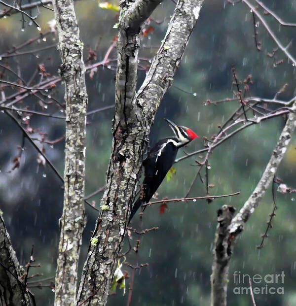 Pileated Woodpecker Art Print featuring the photograph Pileated Woodpecker in the Rain by Kerri Farley