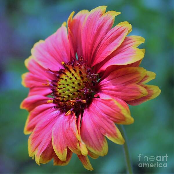 Flower Art Print featuring the photograph Pink and yellow petals surrounded in blues and greens by Joanne Carey