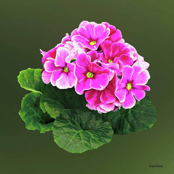 Geranium Art Print featuring the photograph Pink Geranium Cluster by Susan Savad