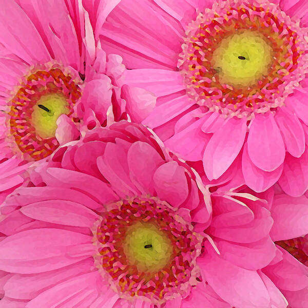 Pink Art Print featuring the painting Pink Gerber Daisies by Amy Vangsgard