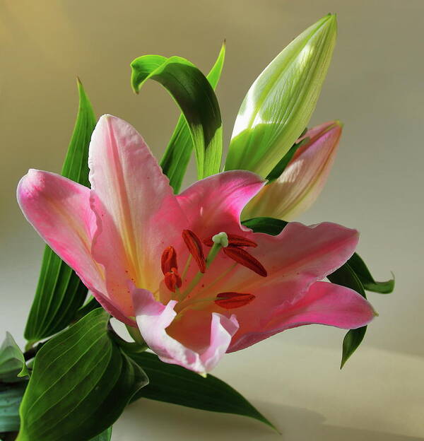 Lily Art Print featuring the photograph Pink Lily with Buds by Jeff Townsend