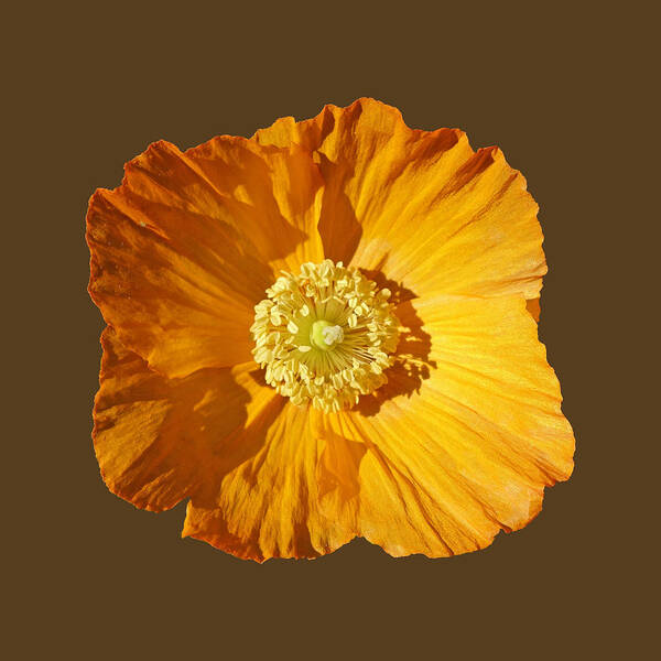 Yellow Poppy Art Print featuring the painting Poppy by Charles Stuart