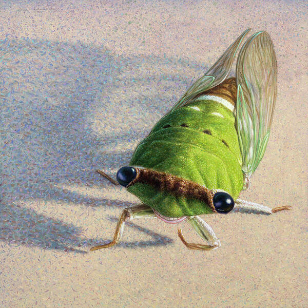 Cicada Art Print featuring the painting Portrait of a Cicada by James W Johnson