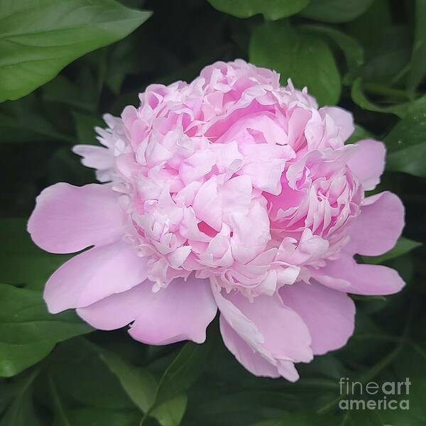 Art Art Print featuring the photograph Ruffled Petals by Jeannie Rhode