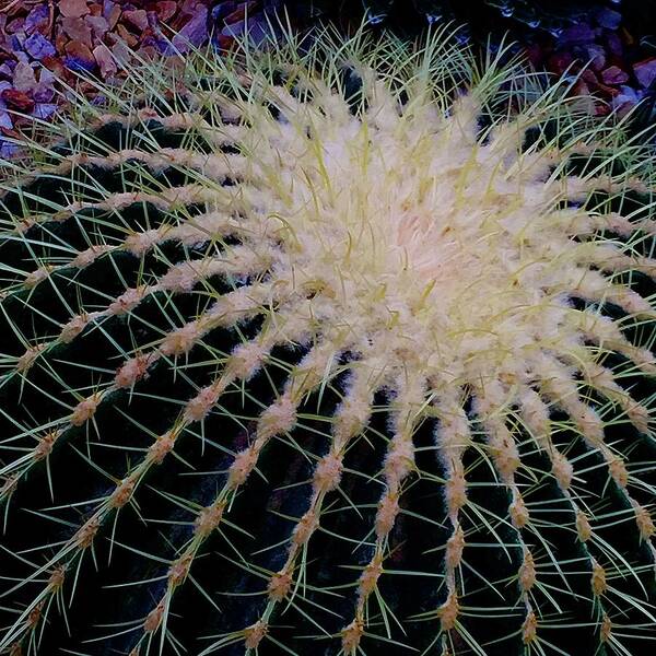 Cactus Art Print featuring the photograph Prickly by Kerry Obrist
