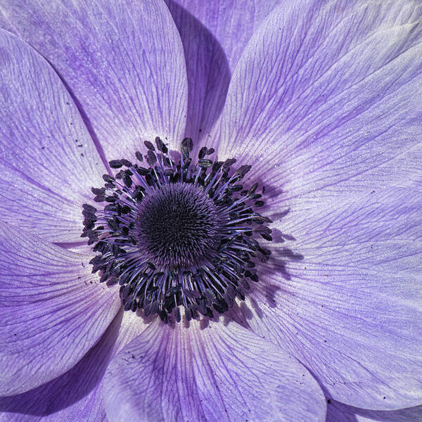 Anemone Art Print featuring the photograph Purple Anemone Flower - Tryon Palace New Bern NC by Bob Decker