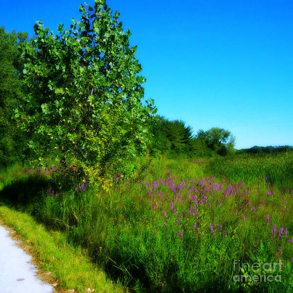 Ladscape Art Print featuring the photograph Purple Flowers by the Trail - Square by Frank J Casella