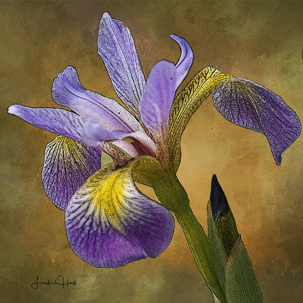 Flower Art Print featuring the digital art Purple Iris by Linda Lee Hall