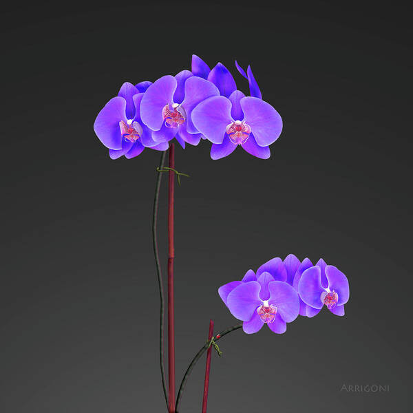 Phalaenopsis (fal-en-opp-sis) Orchids Art Print featuring the painting Purple Phalaenopsis Orchids by David Arrigoni