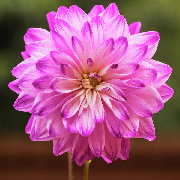 Dahlia Art Print featuring the photograph Radiance by Vishwanath Bhat