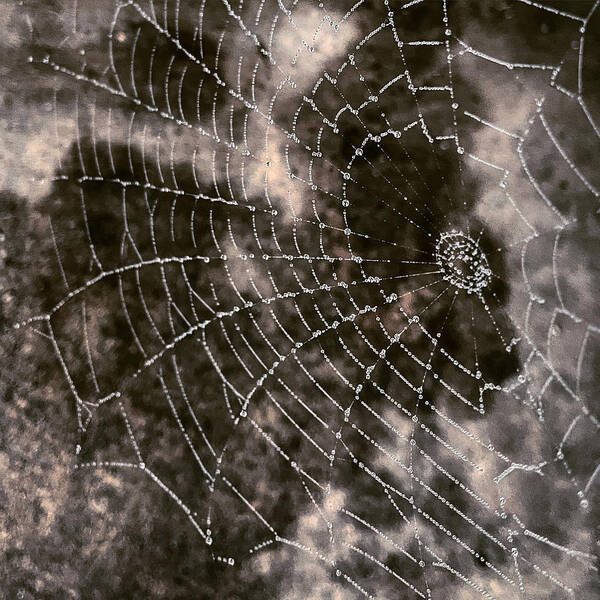 Spider Art Print featuring the photograph Rainy Web by Tanya White