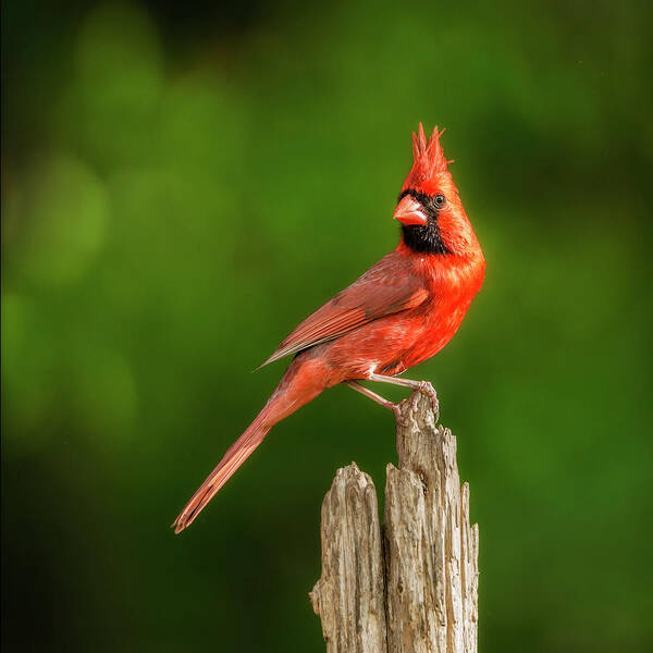 Cardinal Art Print featuring the photograph Red Bird Pop On Green by Bill and Linda Tiepelman