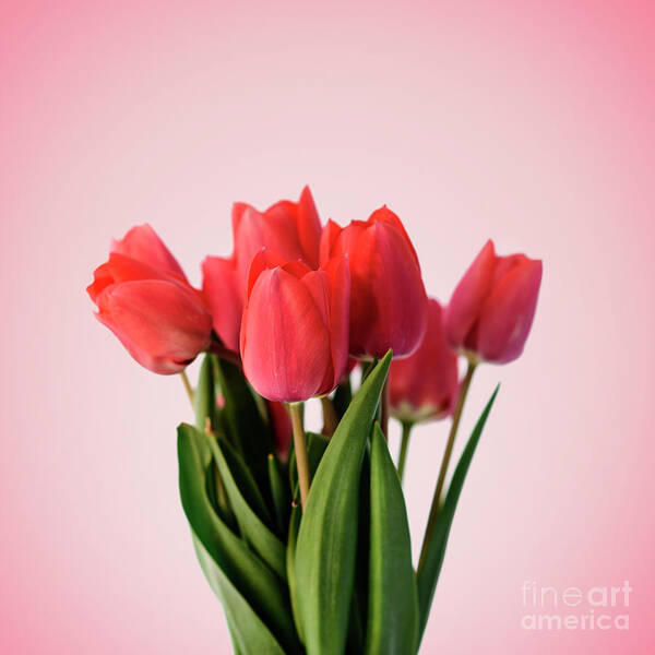 Tulip Art Print featuring the photograph Red tulip bouquet on pastel pink background. Minimal creative fl by Jelena Jovanovic