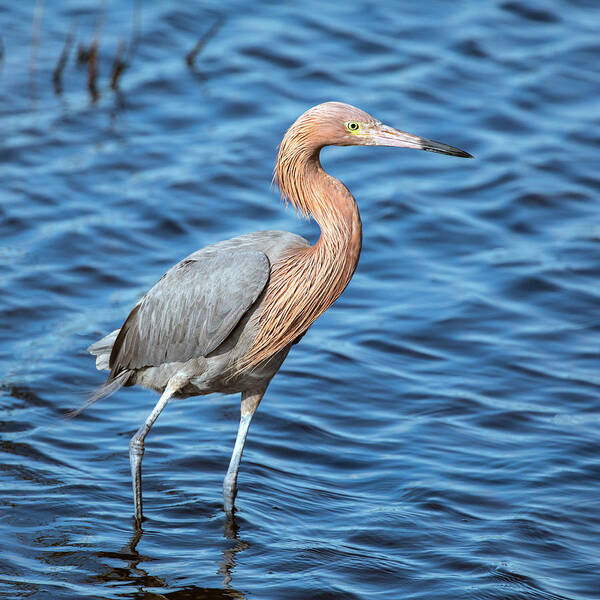 Reddish Egret Art Print featuring the photograph Reddish Egret in Blue Waters by Jaki Miller