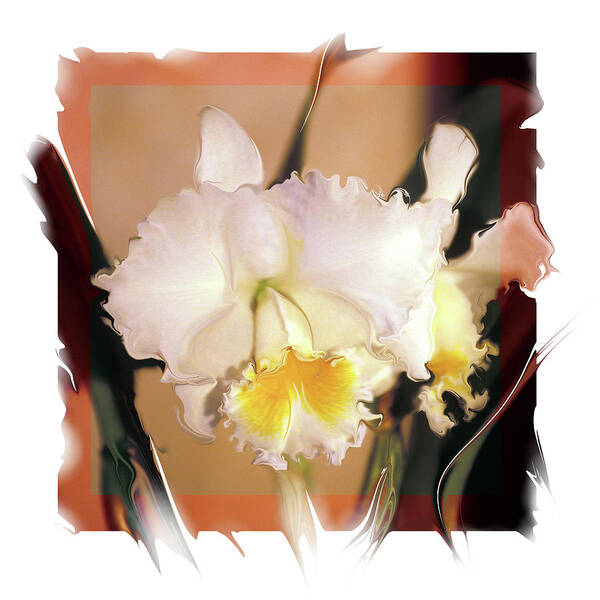 Orchid Art Print featuring the photograph Reflection by Bruce Frank