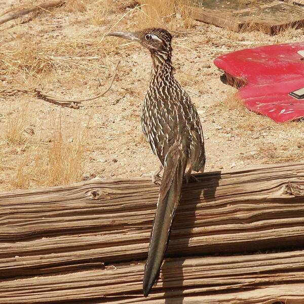 Roadrunner Art Print featuring the photograph Roadrunner by Perry Hoffman