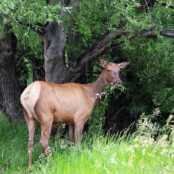 Grass Family Art Print featuring the photograph Rocky mountain elk eating by Sandra Leidholdt