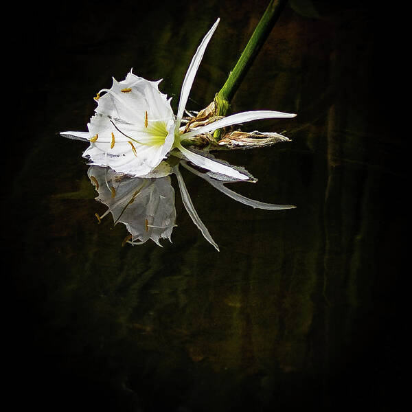 2022 Art Print featuring the photograph Rocky Shoals Spider Lily by Charles Hite