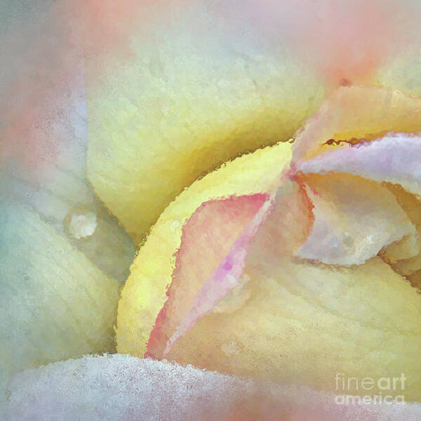 Rose Art Print featuring the digital art Rose of Many Colors by Anita Faye