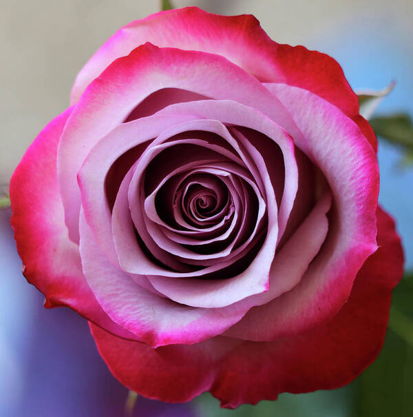 Rose Art Print featuring the photograph Rose Swirl by Mary Anne Delgado