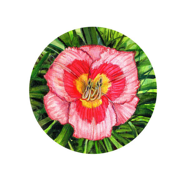 Lily Art Print featuring the painting Round Daylily by Shana Rowe Jackson