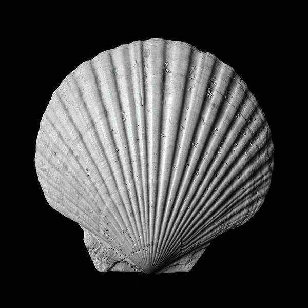 Sea Shell Art Print featuring the photograph Scallop Seashell by Jim Hughes