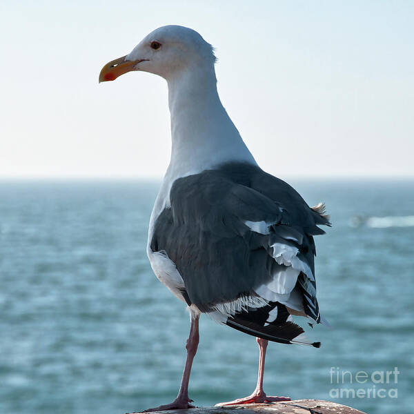 Seagull Art Print featuring the digital art Seagull - Hold That Pose by Kirt Tisdale