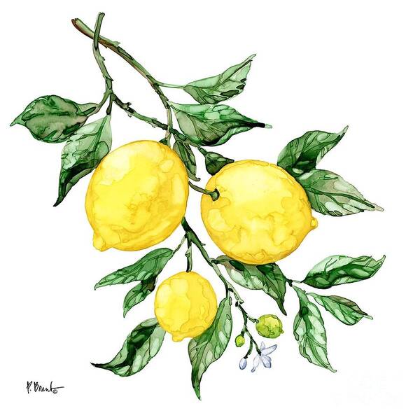 Sicilian Lemons I Painting by Paul Brent - Pixels