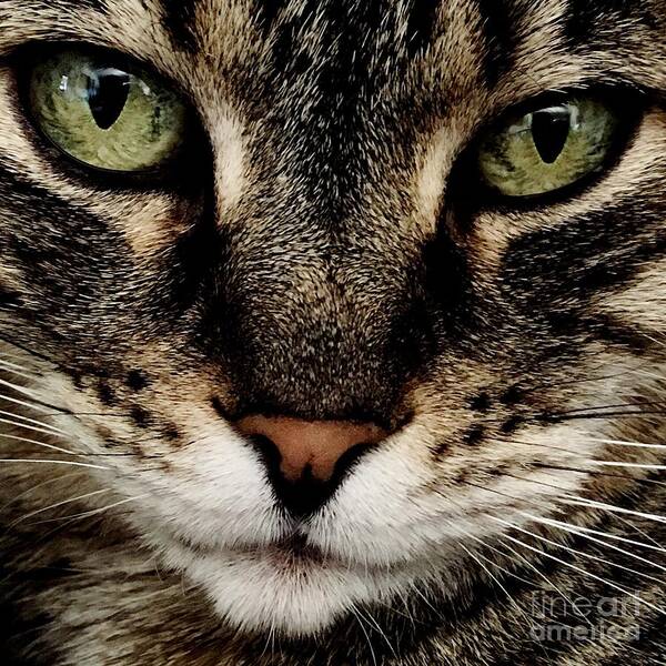 Brown Tabby Art Print featuring the photograph Skittles by Wendy Golden