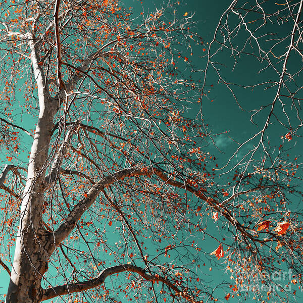 Sky Art Print featuring the photograph Skyward by Russell Brown