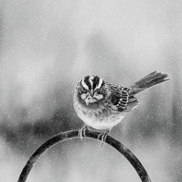 Bird Art Print featuring the photograph Snow Again by Cathy Kovarik