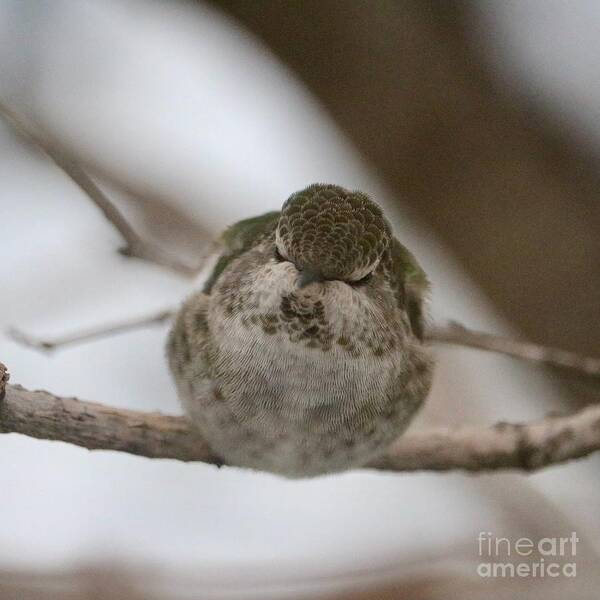 Hummingbird Art Print featuring the photograph Snuggly Sleeping Hummingbird by Carol Groenen
