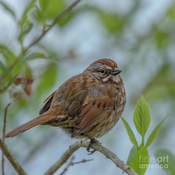 Melospiza Melodia Art Print featuring the photograph Song Sparrow Watches over the Riverbank by Nancy Gleason