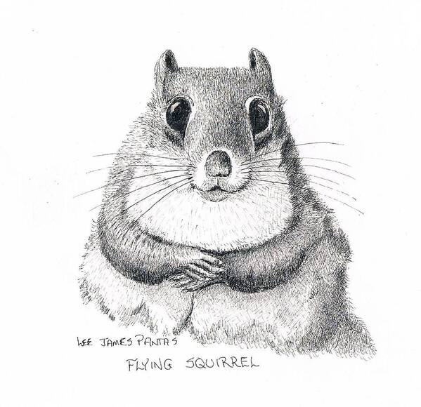 Squirrel Art Print featuring the drawing Southern Flying Squirrel by Lee Pantas