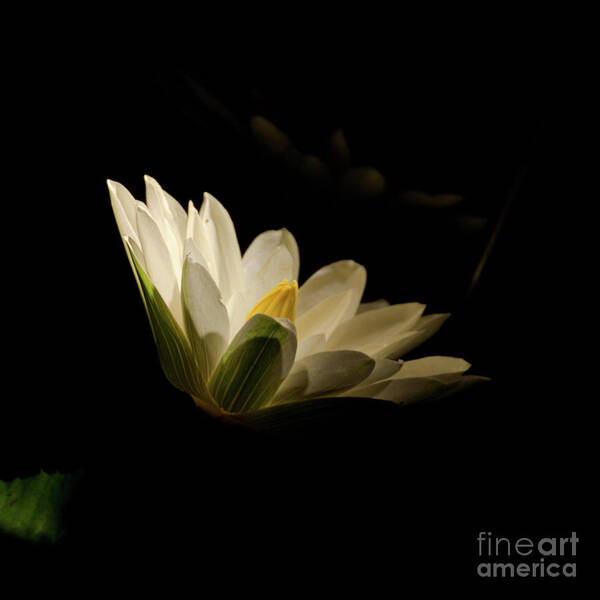 Floral Art Print featuring the photograph Spotlight on Waterlily Nature Floral Botanical Night Photo by PIPA Fine Art - Simply Solid