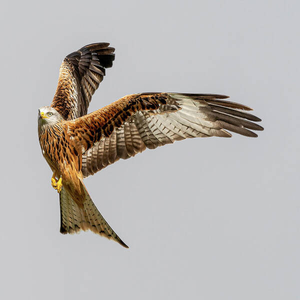 Red Kite Art Print featuring the photograph Startled Red Kite by Mark Hunter