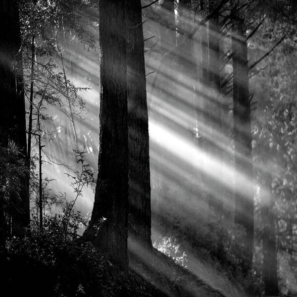 Streaming Sunlight Art Print featuring the photograph Streaming sunlight by Donald Kinney