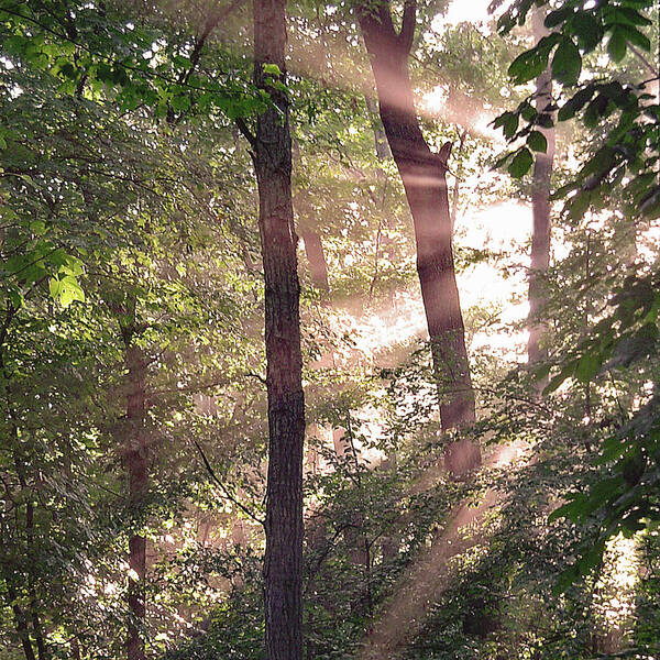 Trees Art Print featuring the digital art Sun Rays in Virginia by Nancy Olivia Hoffmann