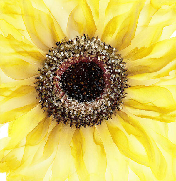 Sunflower Art Print featuring the painting Sunflower of Peace No.3 by Kimberly Deene Langlois